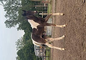 Tennessee Walking (Tennessee Walking, Mare) in Albion, MI