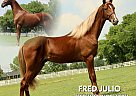 Tennessee Walking - Horse for Sale in Lewisburg, TN 37091 Tennessee Walking - Horse for Sale in Lewisburg, TN 37091