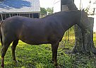 Appaloosa - Horse for Sale in Georgetown, TX 78626 Appaloosa - Horse for Sale in Georgetown, TX 78626