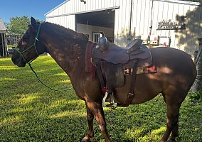 Appaloosa (Appaloosa, Gelding) in Georgetown, TX