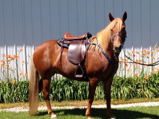 Kentucky Mountain Horse