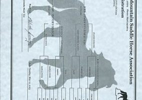 Kentucky Mountain Saddle Horse (Kentucky Mountain Saddle Horse, Mare) in Woodburn, KY