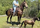 Kentucky Mountain - Horse for Sale in Whitley City, KY 42653