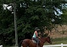 Mustang - Horse for Sale in Augusta, GA 30907