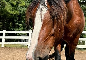 Layla (Mustang, Mare) in Augusta, GA