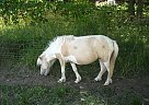 Chantilly - Mare in Ames, IA Chantilly - Mare in Ames, IA