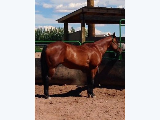 Seasoned AQHA Mare