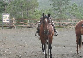 Quarter Horse (Quarter Horse, Mare) in Casper, WY