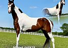 Spotted Saddle - Horse for Sale in , TN 37091