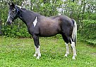 Kayne - Gelding in Bemidji, MN Kayne - Gelding in Bemidji, MN