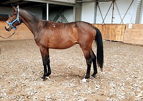 Trakehner (Trakehner, Stallion)