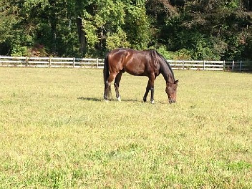 Wonderful Jumping Event Horse