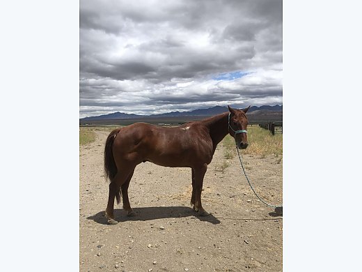 11Y/O Ranch/Rope AQHA Gelding