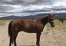 Quarter Horse - Horse for Sale in Gerlach, NV 89412