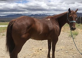 Quarter Horse (Quarter Horse, Gelding) in Gerlach, NV