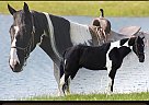 Kentucky Mountain - Horse for Sale in Strunk, KY 42649