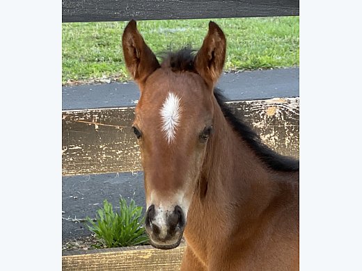 2022 Trakehner Foal