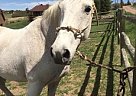 Companion Horse Blue