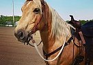9 Year Old Super Cute Registered... Quarter Horse Gelding