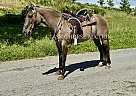 Quarter Horse - Horse for Sale in Sneedville, TN 37869 Quarter Horse - Horse for Sale in Sneedville, TN 37869