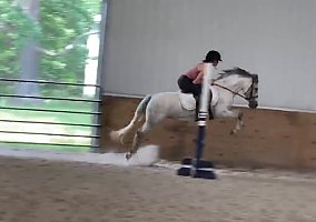 Welsh Pony and Cob (Welsh Pony and Cob, Mare) in Ankeny, IA