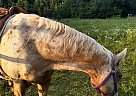 Appaloosa - Horse for Sale in Red Oak, VA 23964