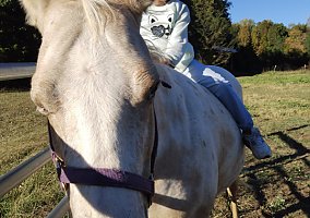 Appaloosa (Appaloosa, Mare) in Red Oak, VA