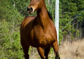 Asha (Arabian, Mare) in West Des Moines, IA
