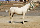 Andalusian - Horse for Sale in Canyon Country, CA 91387