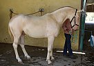 Andalusian - Horse for Sale in Canyon Country, CA 91387