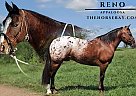 Appaloosa - Horse for Sale in Woodburn, KY 42170