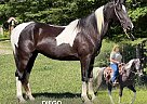 Spotted Saddle - Horse for Sale in MOUNT VERNON, KY 40456