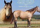 Quarter Horse - Horse for Sale in Laporte, CO 80535