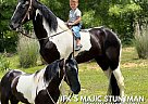 Tennessee Walking - Horse for Sale in Whitley City, KY 42653