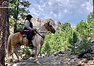 Tennessee Walking - Horse for Sale in Penrose, CO 81240 Tennessee Walking - Horse for Sale in Penrose, CO 81240