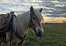 Haflinger - Horse for Sale in Monticello, GA 65742 Haflinger - Horse for Sale in Monticello, GA 65742