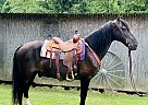 Kentucky Mountain - Horse for Sale in Brooksville, KY 41004 Kentucky Mountain - Horse for Sale in Brooksville, KY 41004