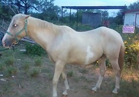Palomino (Palomino, Stallion) in Cotulla, TX