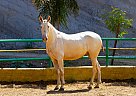 Andalusian - Horse for Sale in Canyon, CA 91387 Andalusian - Horse for Sale in Canyon, CA 91387