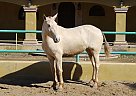 Andalusian - Horse for Sale in Canyon Country, CA 91387