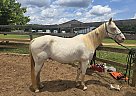 Quarter Horse - Horse for Sale in Wedgefield, SC 29168 Quarter Horse - Horse for Sale in Wedgefield, SC 29168