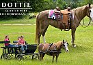 Quarter Horse - Horse for Sale in Kentwood, LA 70444