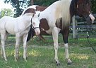 Paint - Horse for Sale in Lebanon Junction, KY 40150