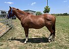 Appendix - Horse for Sale in Dale, TX 78616