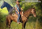 Kentucky Mountain - Horse for Sale in Jeffersonville, KY 40337 Kentucky Mountain - Horse for Sale in Jeffersonville, KY 40337
