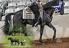 Tennessee Walking - Horse for Sale in Malta, OH 43758