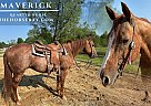 Quarter Horse - Horse for Sale in Hudson, OH 44236
