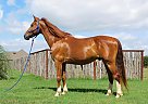Shire - Horse for Sale in New Summerfield, TX 75780 Shire - Horse for Sale in New Summerfield, TX 75780