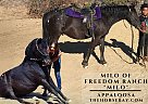 Appaloosa - Horse for Sale in Bogata, TX 75417