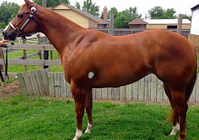 Paint (Paint, Mare) in Collinsville, OK
